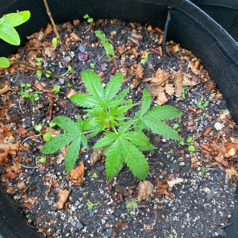 Sour Diesel growlog timeline photo