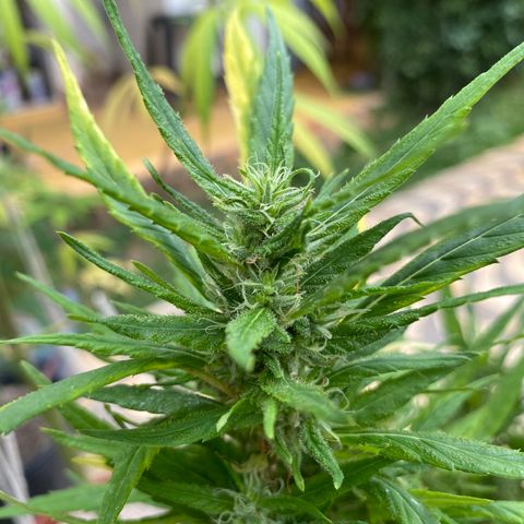 Manga Rosa growlog timeline photo