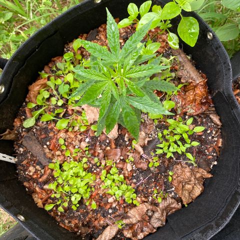 24k Gold growlog timeline photo