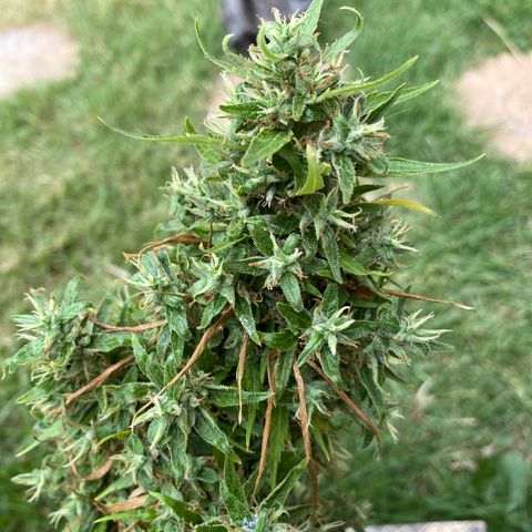 Prenseed growlog timeline photo