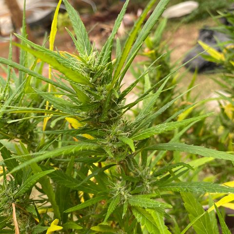Manga Rosa growlog timeline photo