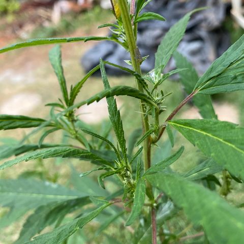 Gorilla ghost clone growlog timeline photo
