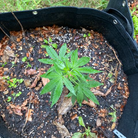 Blue Dream growlog timeline photo