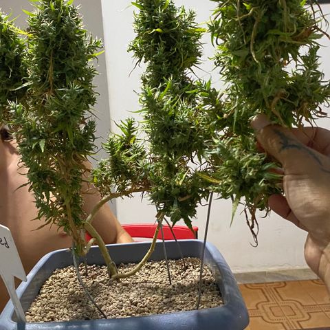 Prenseed growlog timeline photo