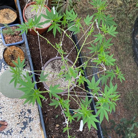 Purple Gorilla 2 growlog photo: Surecada pela última vez. Novas amarras e ajustes nas antigas.