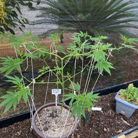 Purple Gorilla 2 growlog photo: Surecada pela última vez. Novas amarras e ajustes nas antigas.