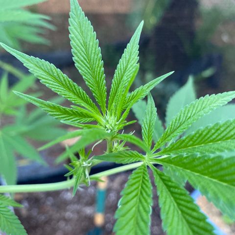 Purple Gorilla 2 growlog photo: Surecada pela última vez. Novas amarras e ajustes nas antigas.