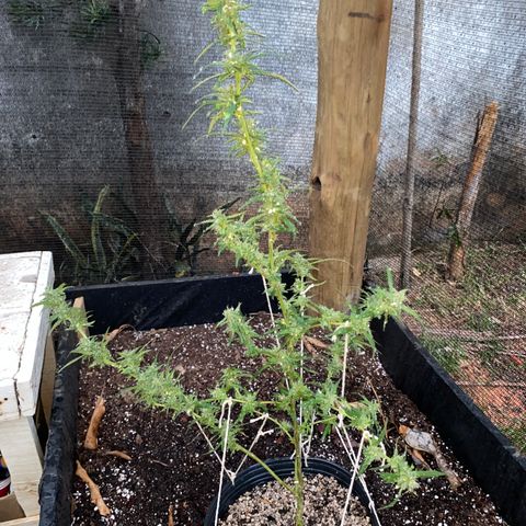 Gorilla ghost clone growlog photo: Surecada e tomou banho de água com vinagre de maçã pra tirar a sujeira de terra, poeira e mofo.