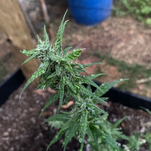 Gorilla ghost clone growlog photo: Surecada e tomou banho de água com vinagre de maçã pra tirar a sujeira de terra, poeira e mofo.