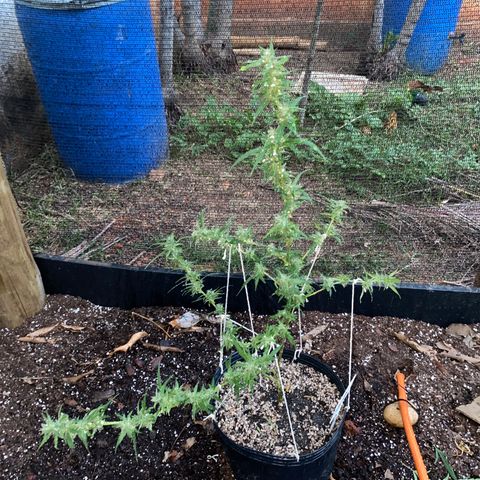 Gorilla ghost clone growlog photo: Surecada e tomou banho de água com vinagre de maçã pra tirar a sujeira de terra, poeira e mofo.