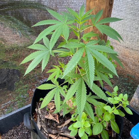 Sour Diesel growlog timeline photo