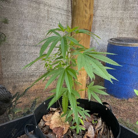 Blue Dream growlog timeline photo