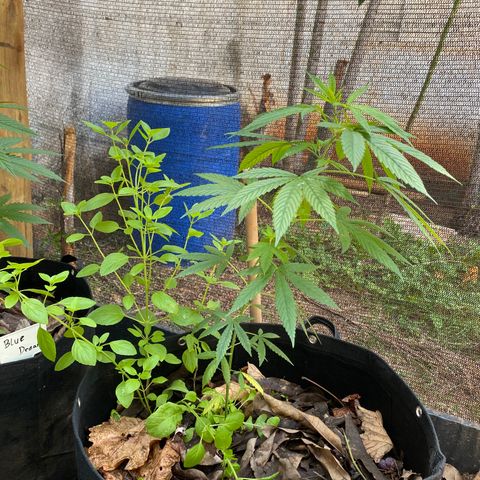24k Gold growlog timeline photo