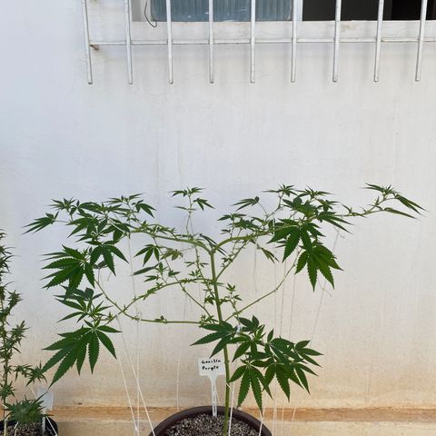 Purple Gorilla 2 growlog timeline photo