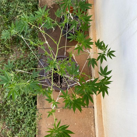 Purple Gorilla 2 growlog timeline photo