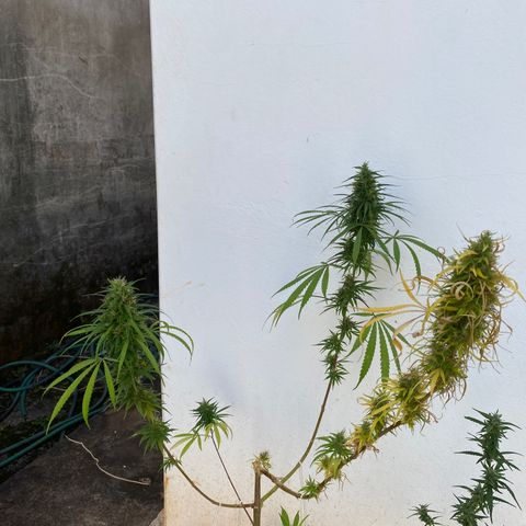 Lemon 2 growlog timeline photo