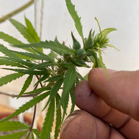 Lemon 2 growlog timeline photo