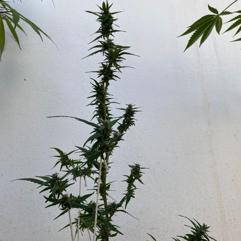 Gorilla ghost clone growlog timeline photo