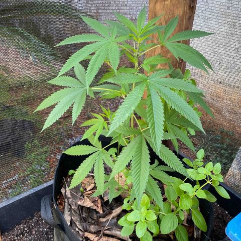 Sour Diesel growlog timeline photo