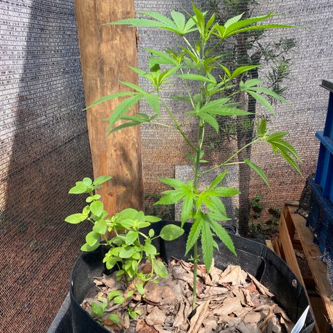 Sour Diesel growlog timeline photo