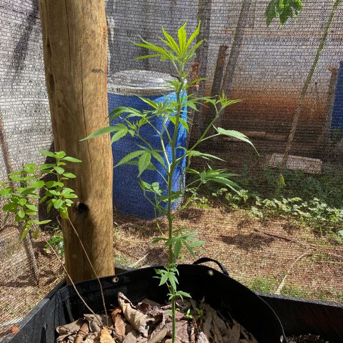Blue Dream growlog timeline photo