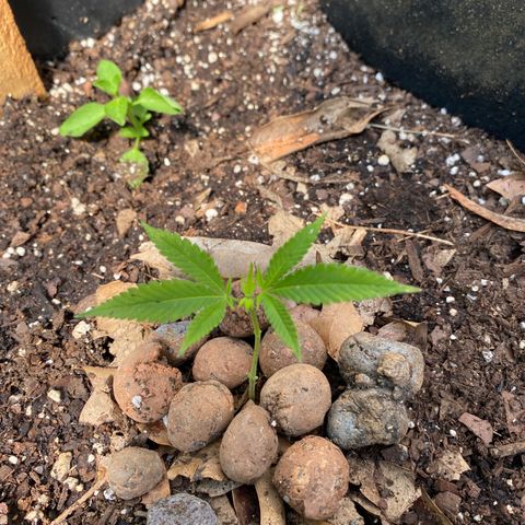 Purple Gorilla clone 2 growlog timeline photo