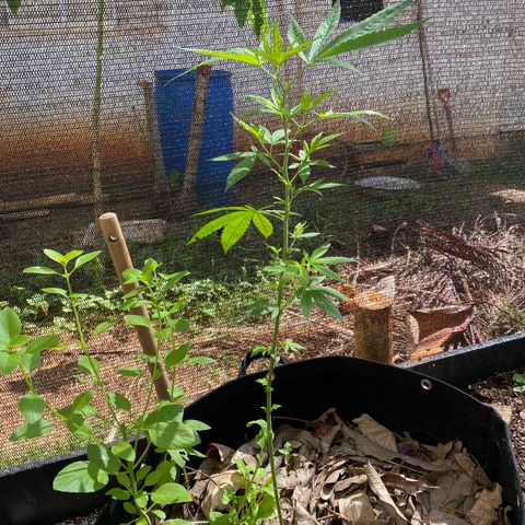 24k Gold growlog timeline photo