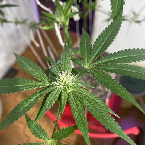 Purple Gorilla 2 growlog timeline photo