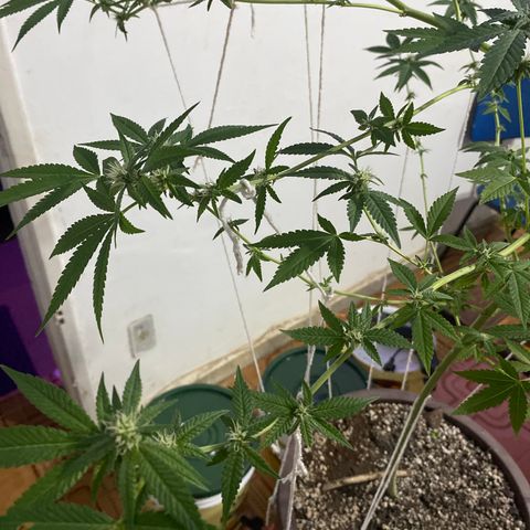 Purple Gorilla 2 growlog timeline photo