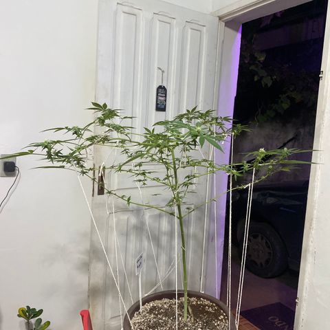 Purple Gorilla 2 growlog timeline photo