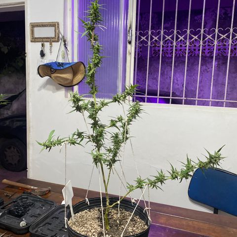 Gorilla ghost clone growlog photo: Usado tala para fixar galho que estava dobrado por peso