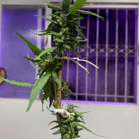 Gorilla ghost clone growlog photo: Usado tala para fixar galho que estava dobrado por peso