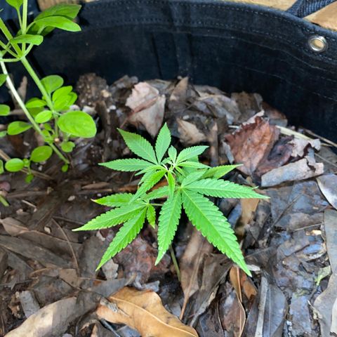 Purple Gorilla clone 1 growlog timeline photo