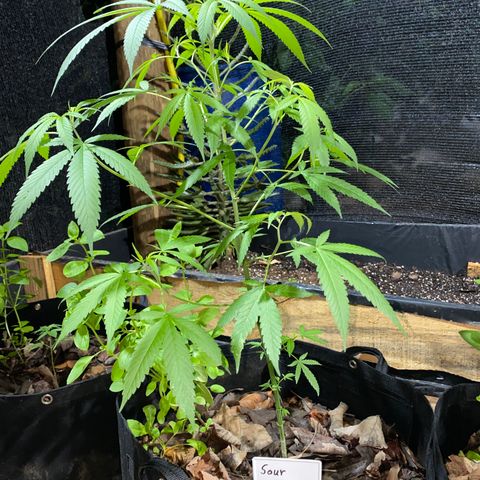 Sour Diesel growlog timeline photo