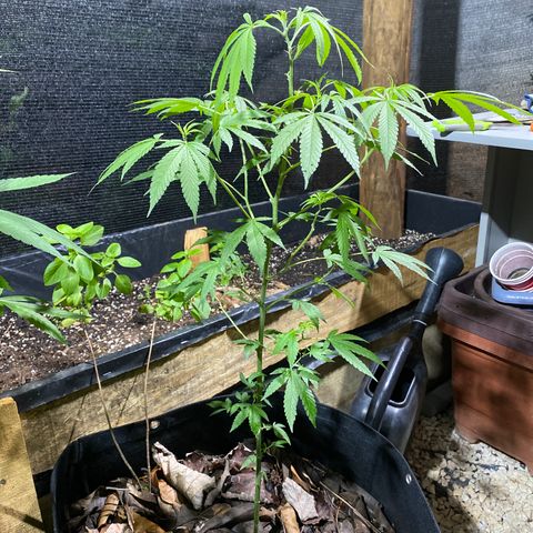 Blue Dream growlog timeline photo