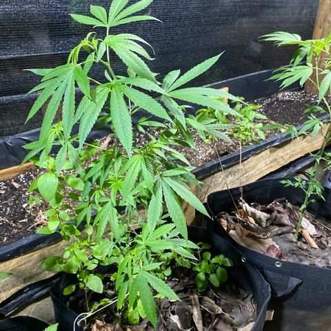 24k Gold growlog timeline photo