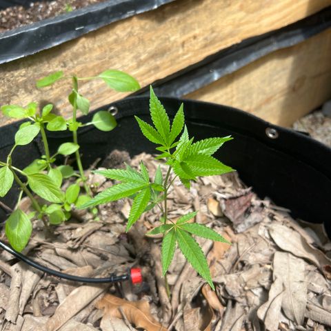 Purple Gorilla clone 1 growlog timeline photo