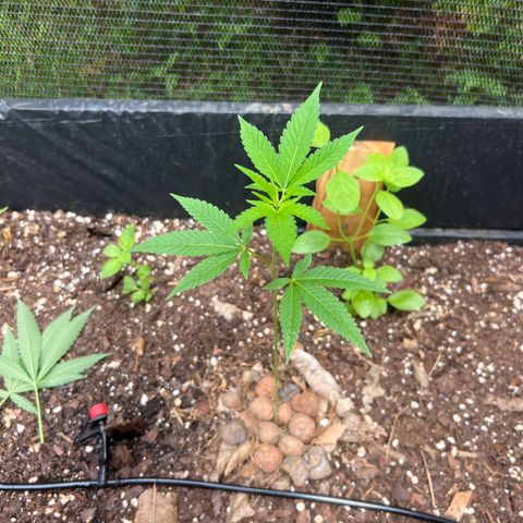 Purple Gorilla clone 2 growlog timeline photo