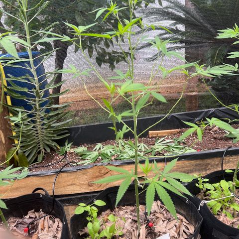 Sour Diesel growlog timeline photo