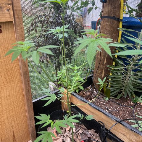 Blue Dream growlog timeline photo
