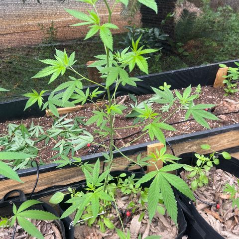 24k Gold growlog timeline photo