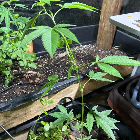 Purple Gorilla clone 1 growlog timeline photo