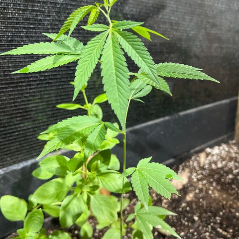 Purple Gorilla clone 2 growlog timeline photo