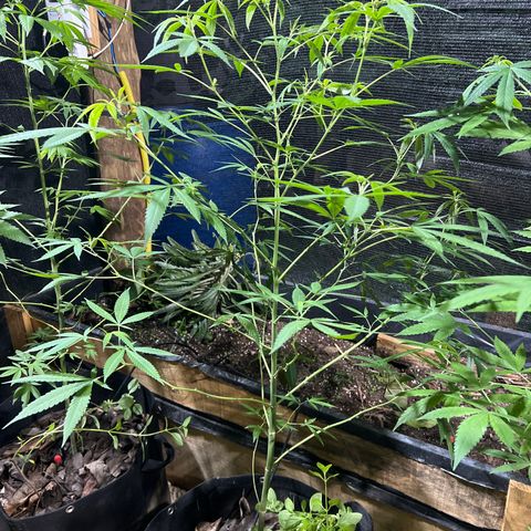 Sour Diesel growlog timeline photo