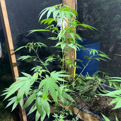 Blue Dream growlog timeline photo