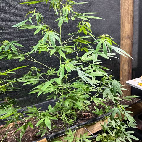 24k Gold growlog timeline photo