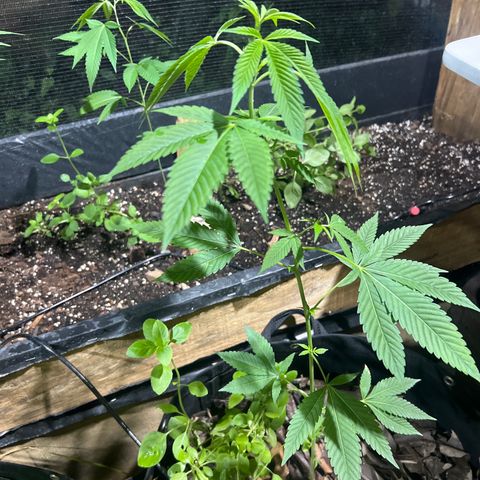 Purple Gorilla clone 1 growlog photo: Desfolhação