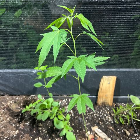 Purple Gorilla clone 2 growlog timeline photo