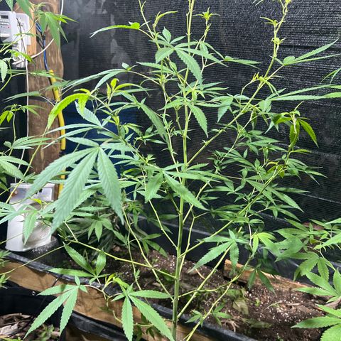 Sour Diesel growlog timeline photo