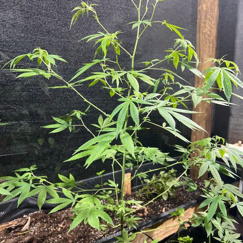 24k Gold growlog timeline photo